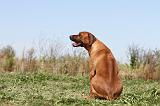 RODESIAN RIDGEBACK 014